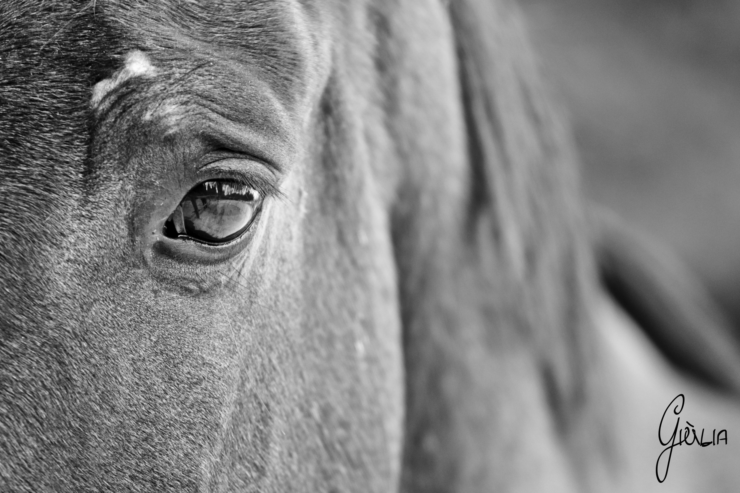 Lire la suite à propos de l’article 💙Qu’est-ce qu’un cheval ? (3min30)