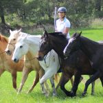 Les ateliers d’Equideo : Evoluer en selle avec plusieurs chevaux