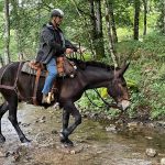 Education du cheval d’extérieur : techniques de randonnée et psychologie