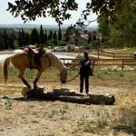MINI STAGE : Défis au sol pour chevaux heureux, Parc équestre Equideo