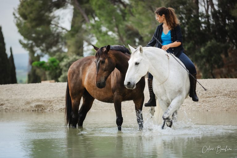 Visio-conférence : Comment entraîner poliment les chevaux sans phase ni friandise ?